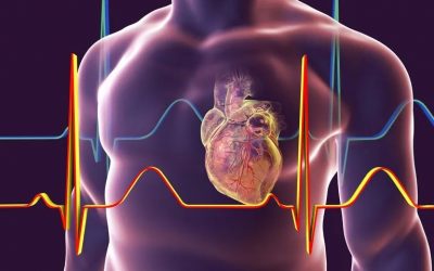 Excitabilidad, origen y conducción de la actividad eléctrica del corazón: Potencial de acción cardiaco.