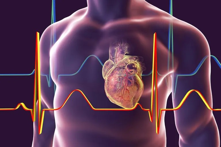 Excitabilidad, origen y conducción de la actividad eléctrica del corazón: Potencial de acción cardiaco.