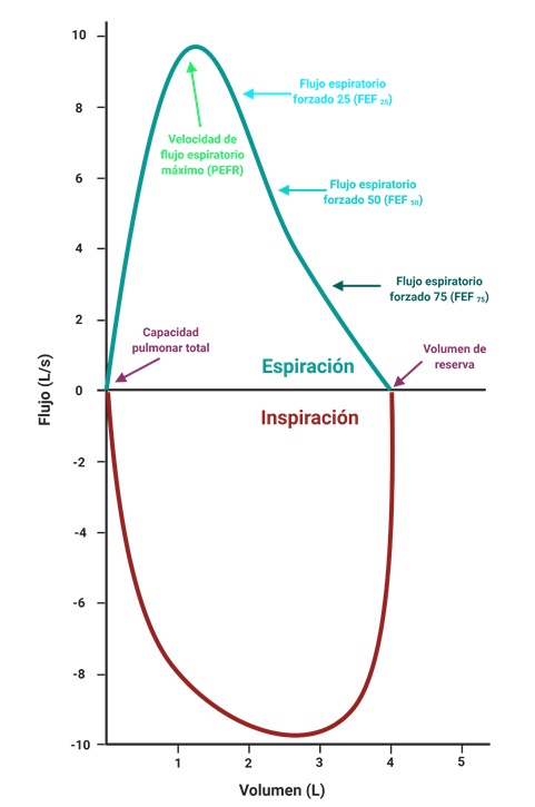 Mecánica De La Ventilación Pulmonar Espirometría FisiologÍa