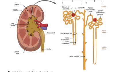 Mecanismos de concentración y dilución urinaria. Regulación de la osmolaridad.