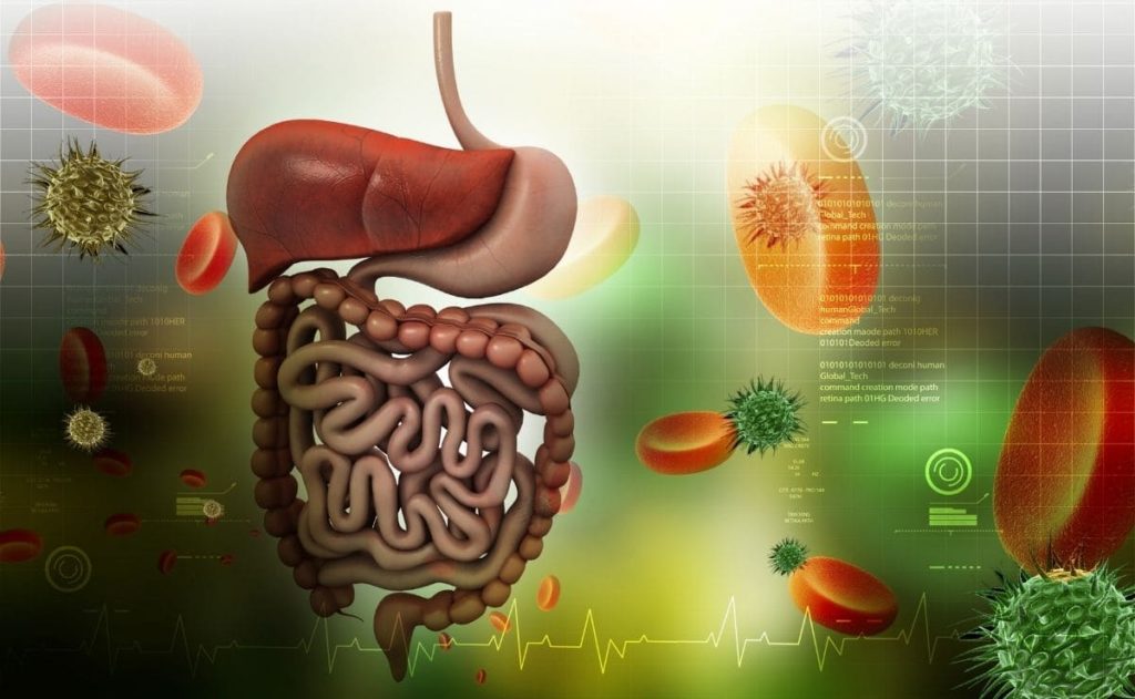 “Rata virtual”: regulación hormonal de la función gastrointestinal