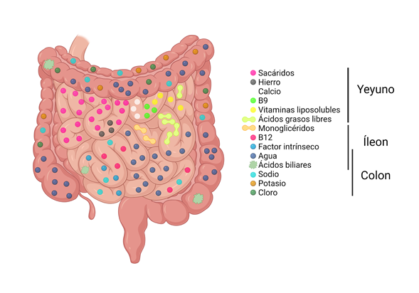 Productos lácteos Quagga Extracto Funciones gastrointestinales: Digestión y absorción de nutrimentos |  FISIOLOGÍA